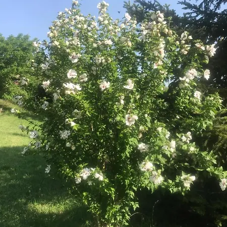 فندق مبيت وإفطار Il Molinaccio سان ليو
